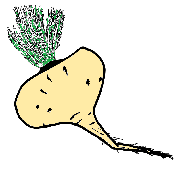 Maca — imagen 2